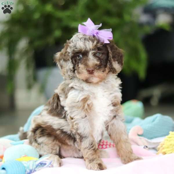 Bailey, Mini Goldendoodle Puppy